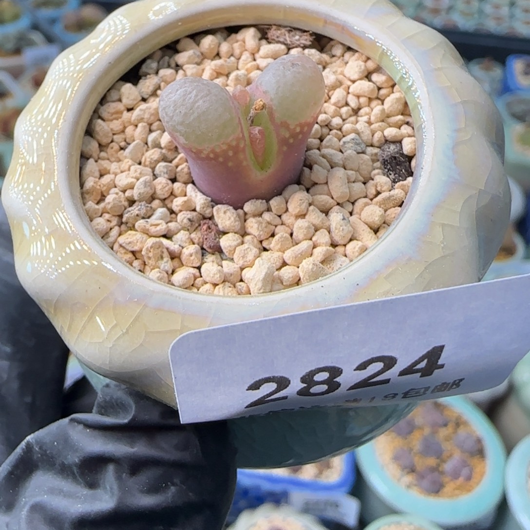 2824--一物一拍 带盆 1453.9粉樱