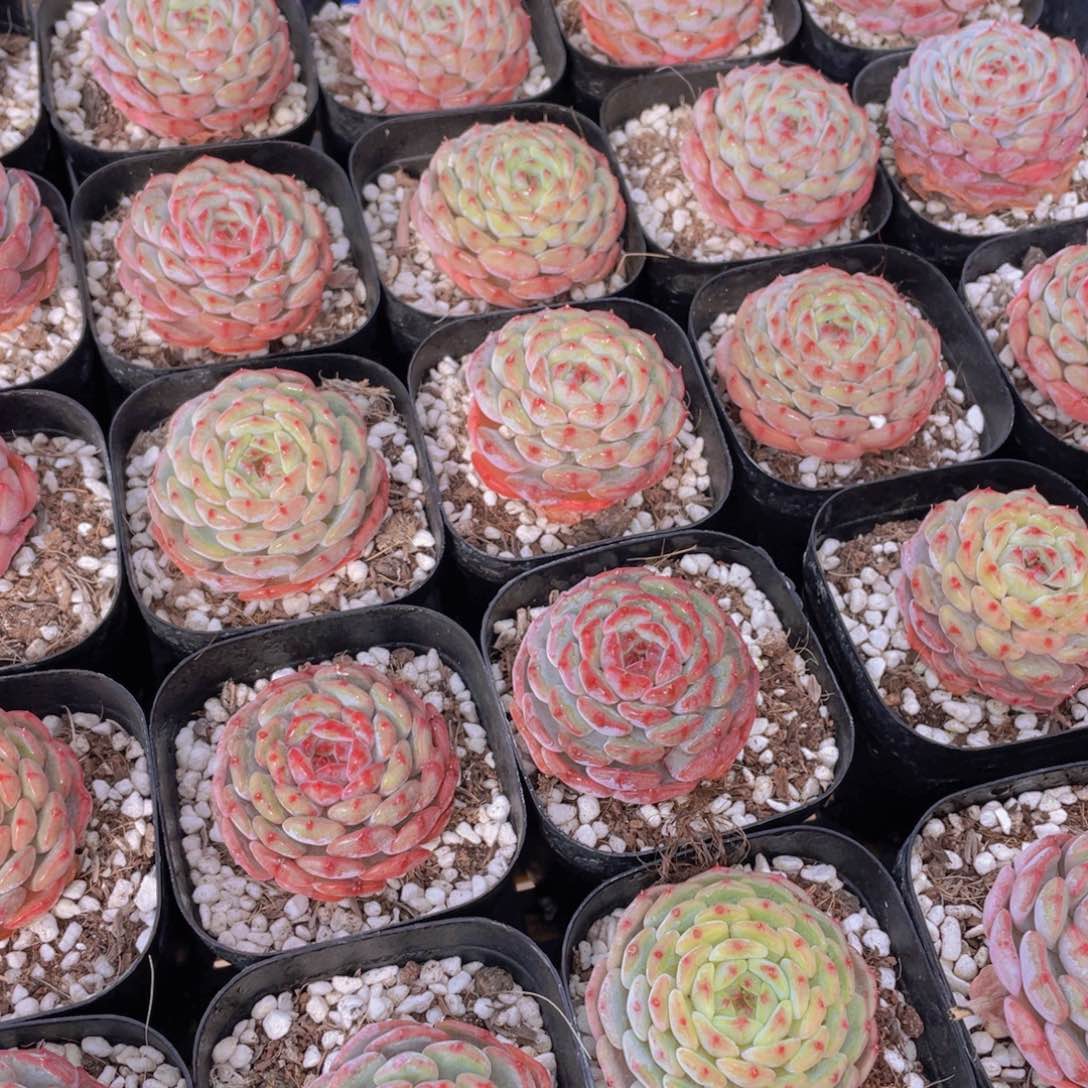 量拍70号 白胖子单头2个