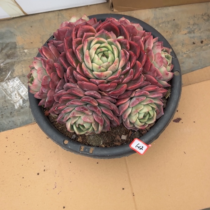 艳***精品多肉植物老桩杂交系列