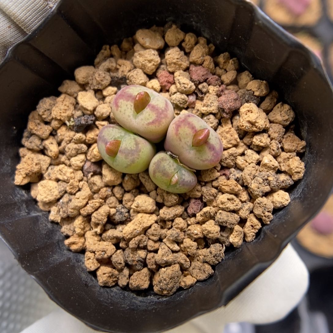 多肉植物肉锥杂交K-3727