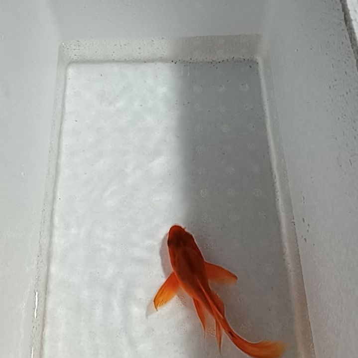 蝴蝶鲤3鱼厂福利一单包邮蝴蝶鲤