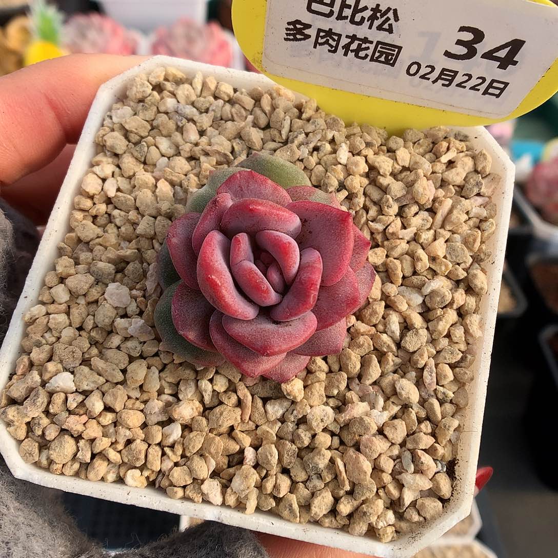 34冰魄石化多肉植物