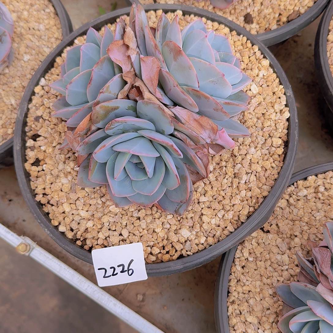 6****62226布鲁蓝多肉