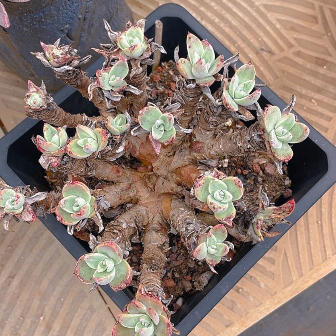 【闪购商品】泡芙杂