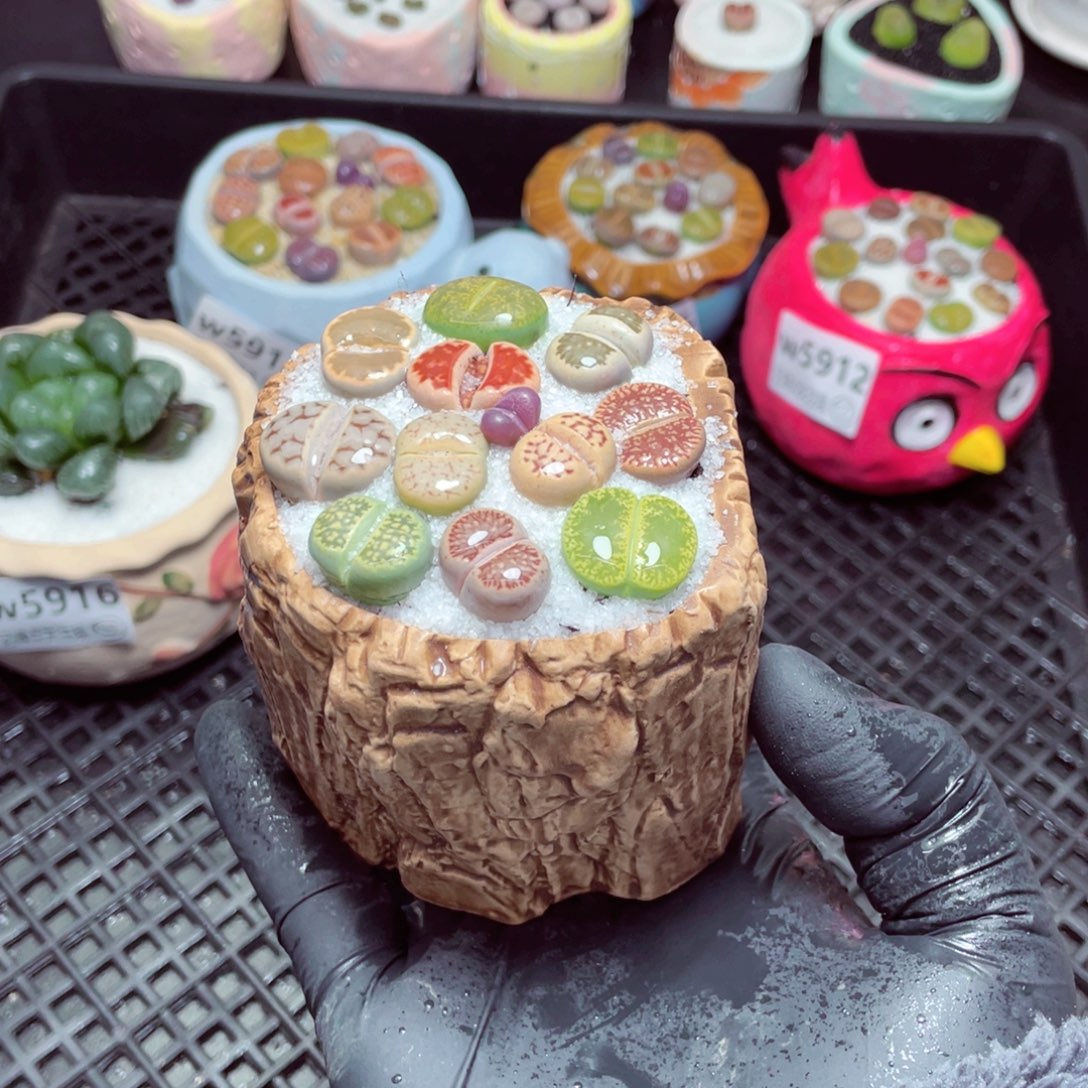 w5919--带盆土发货，零下地区拍保温箱