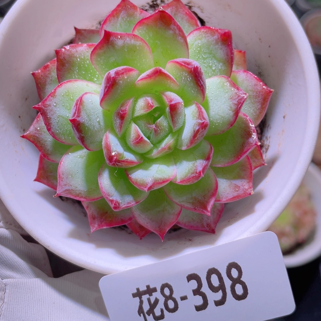 花利美8-398女王 