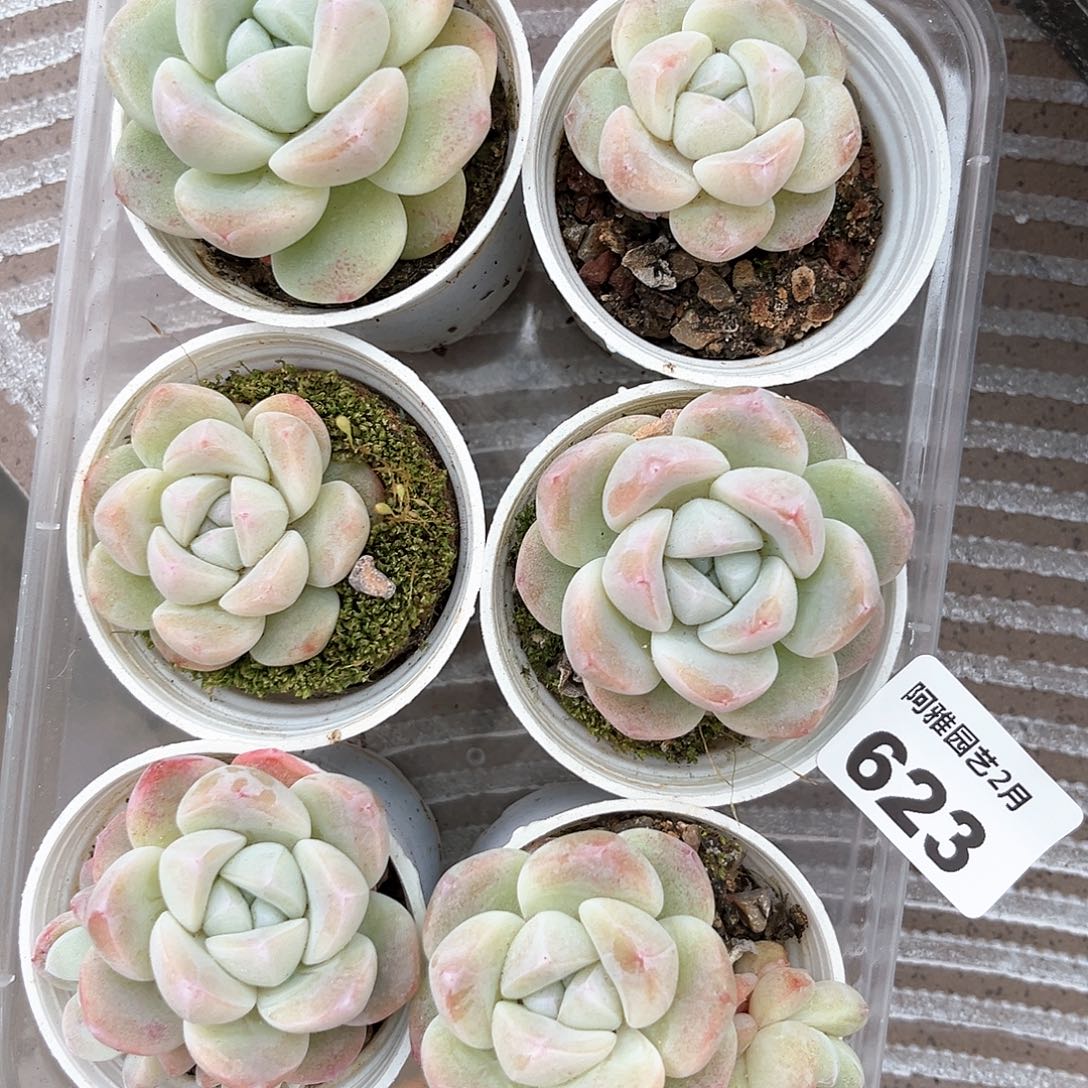 阿雅园艺。      623