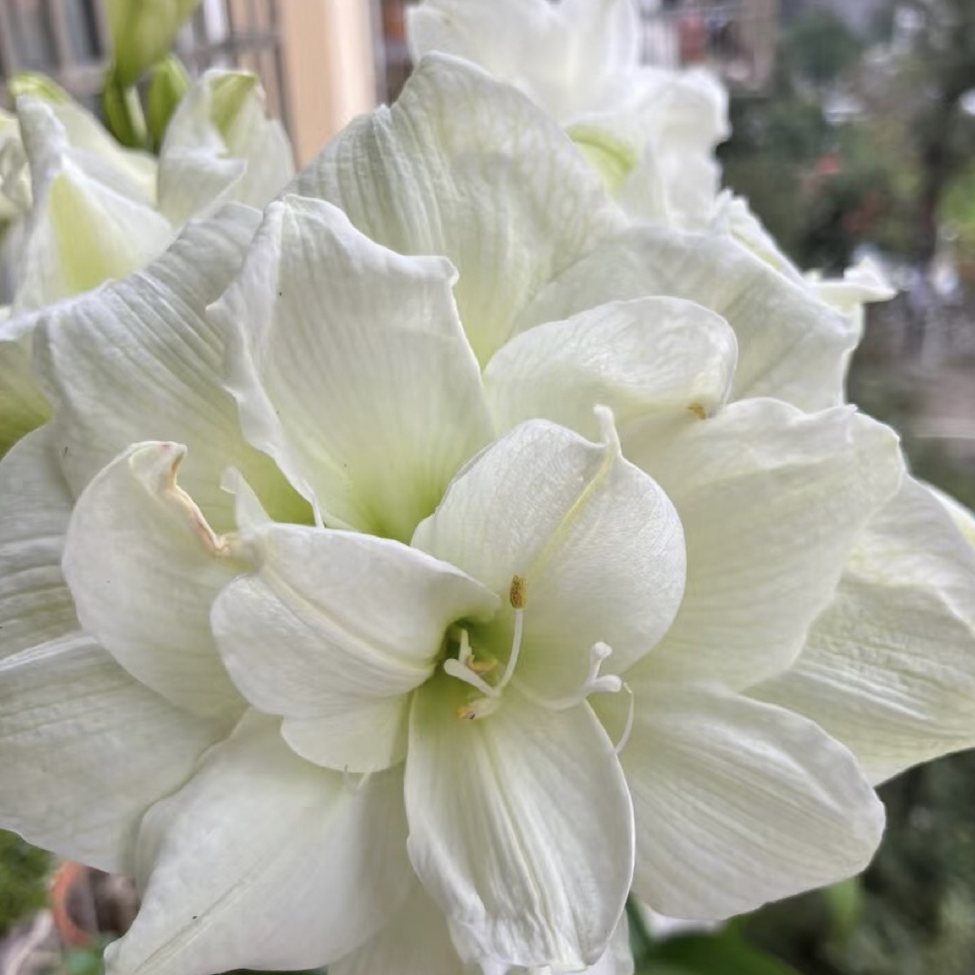 自然球《白色交响乐直径6+》1颗白色重瓣朱顶红种球