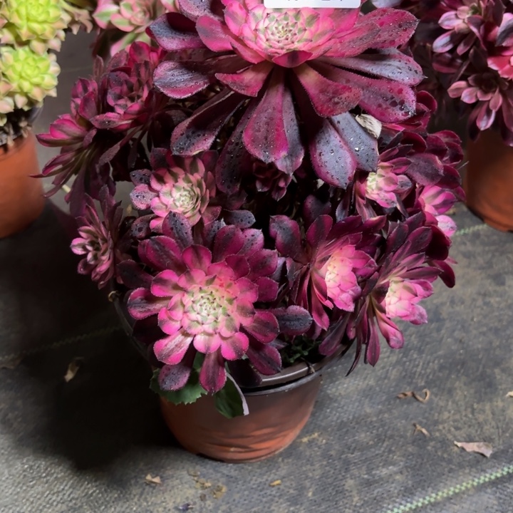 瑞妈一物一拍056有断枝