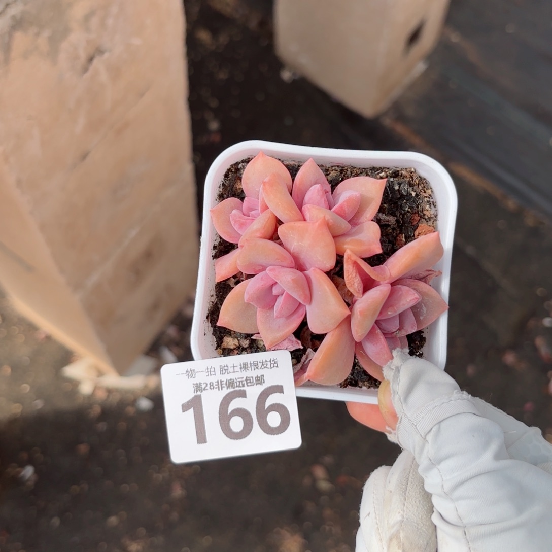 彩虹糖无盆土发货