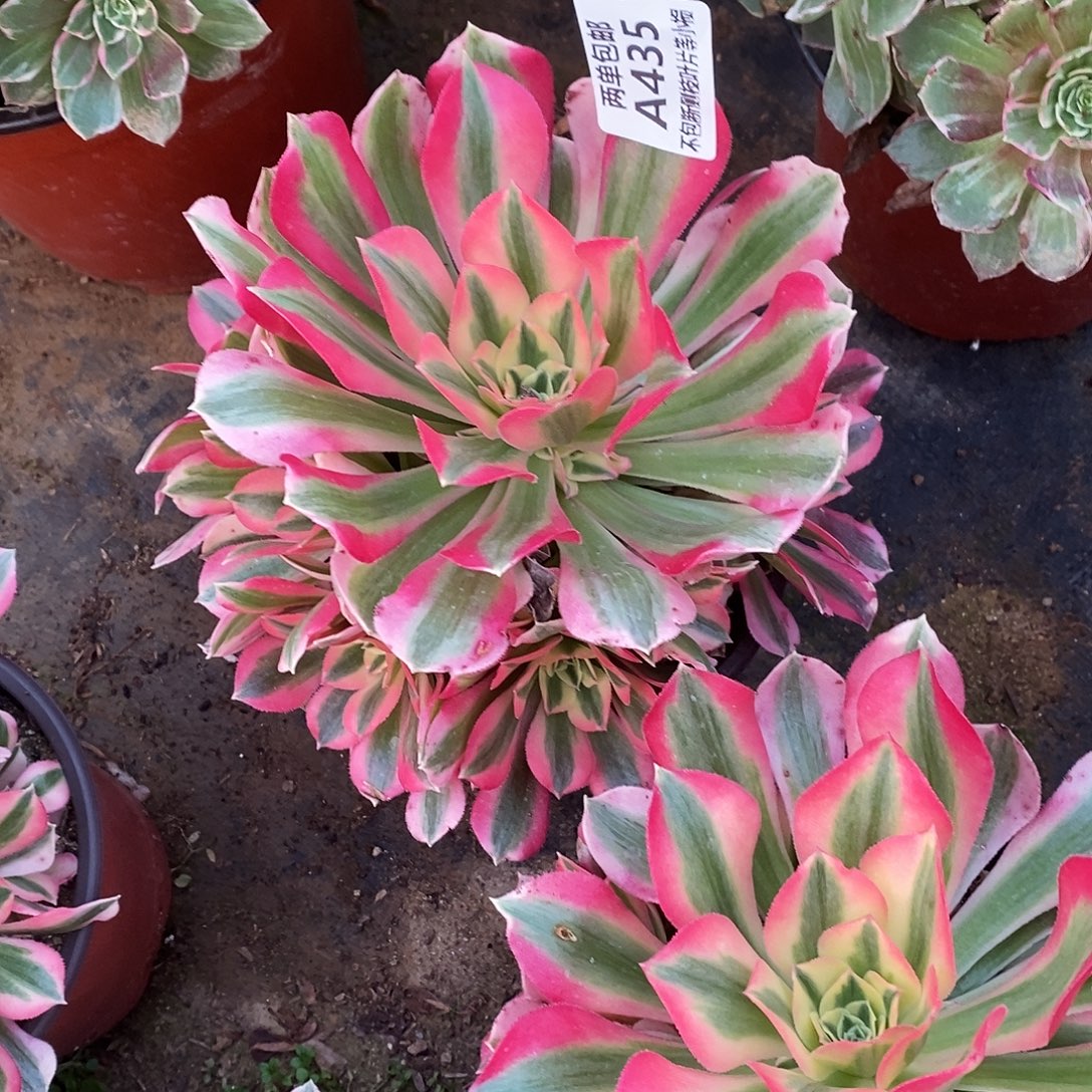 435女巫多肉法师锦多