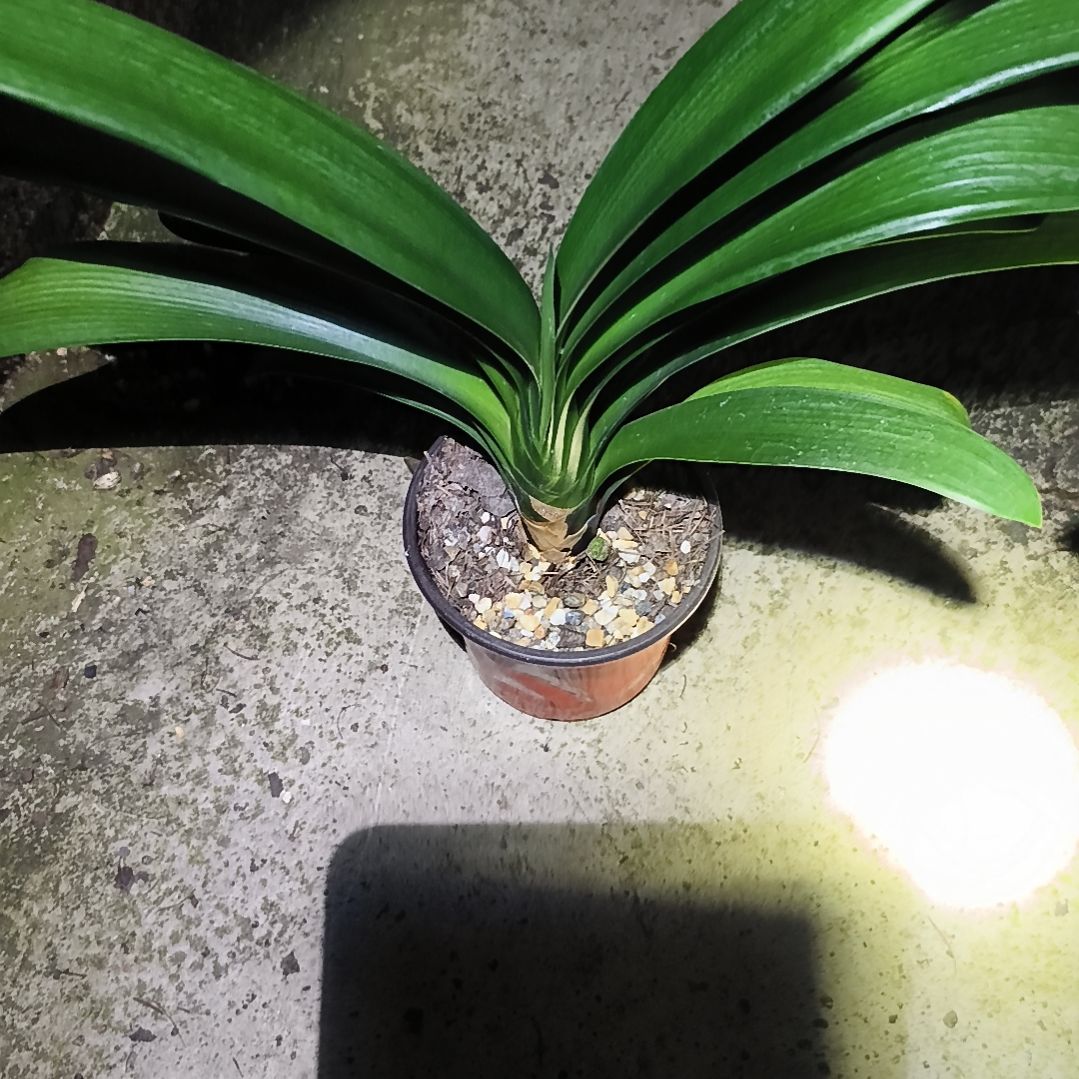 君***兰当前无花栽培后可以开花盲盒大苗一颗特惠