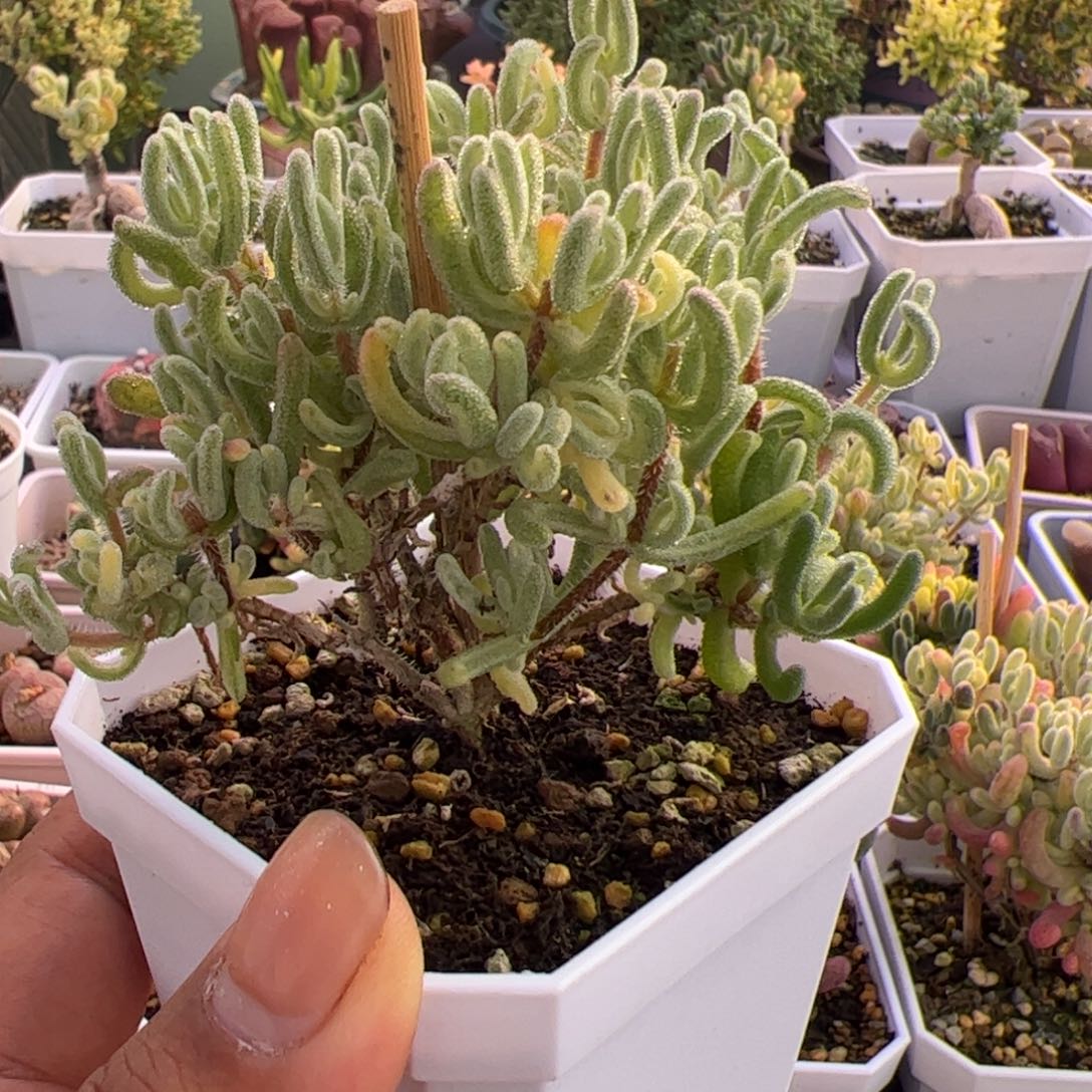 梨***濯多肉植物枝干橙叶白锦