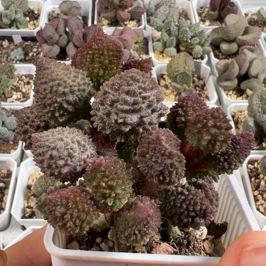 w带桩毛球多肉植物水泡