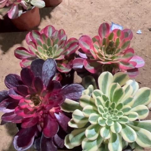 517多肉植物组合