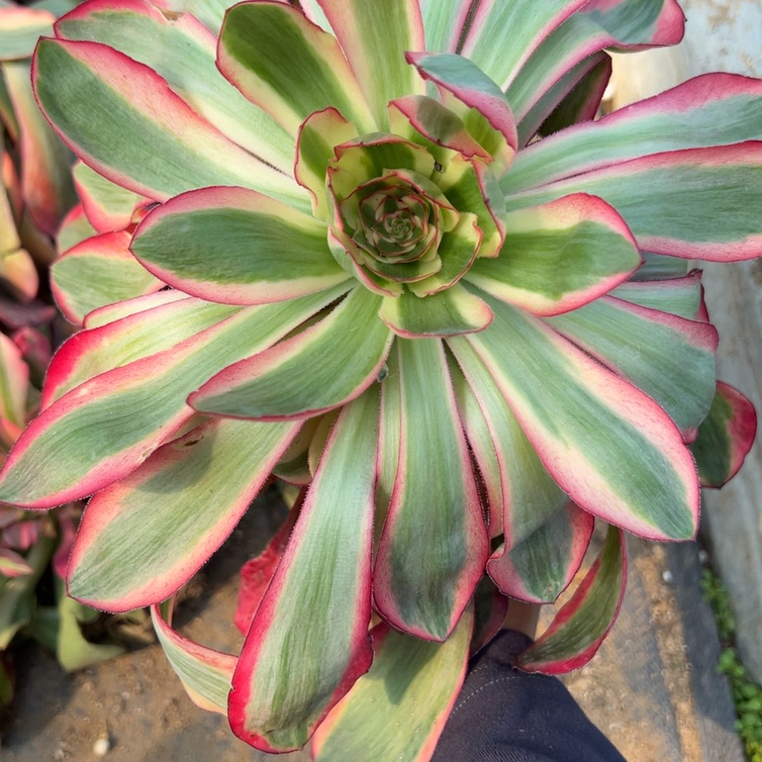 115爱丽丝原始种多肉植物