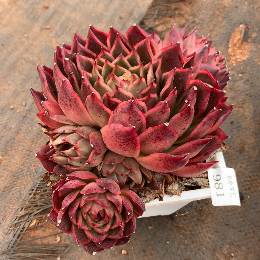 981杂交精品基地冠19