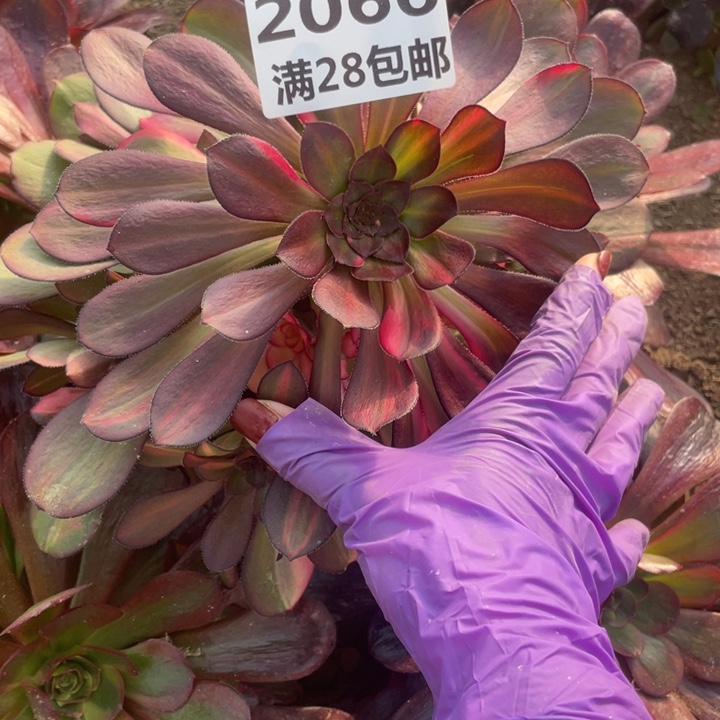 2066花蝴蝶多肉植物二号棚N