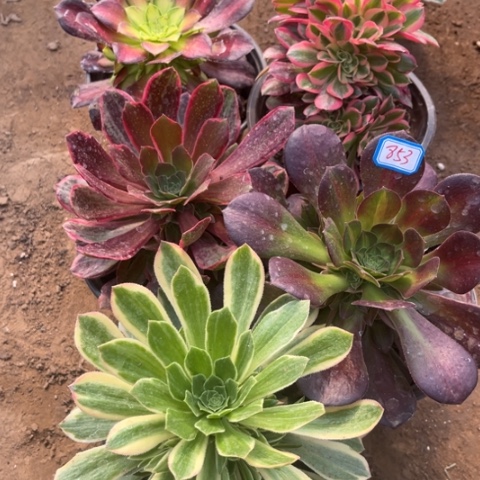 853多肉植物组合
