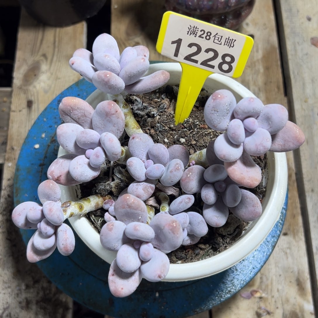 1228奶酪，冠服16，