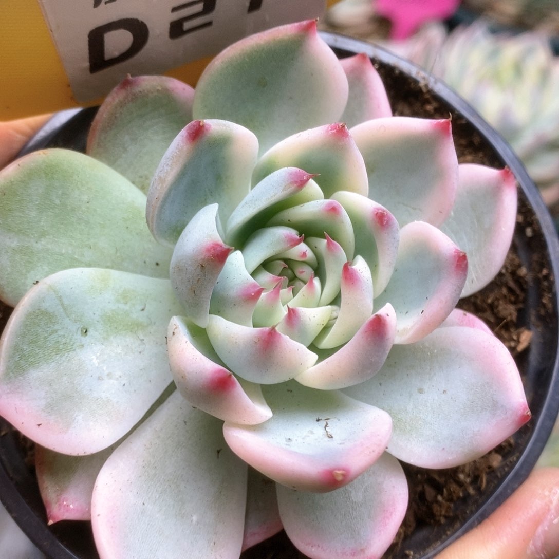 277锦锦锦锦锦锦锦