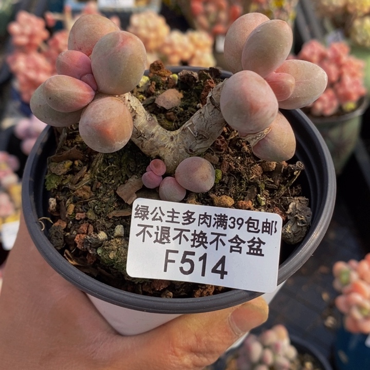 糖果美人肥炸叶5cm514多肉植物