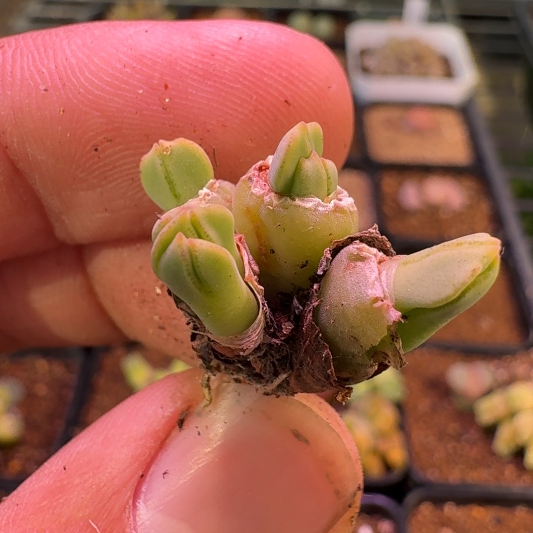 云缦精品番杏21.23 猪蹄 多肉