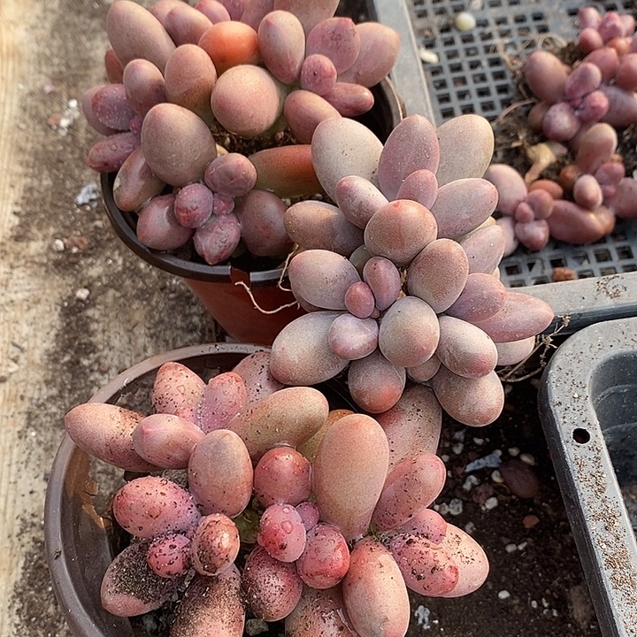 张***语无花朵3013号一物一拍糖果