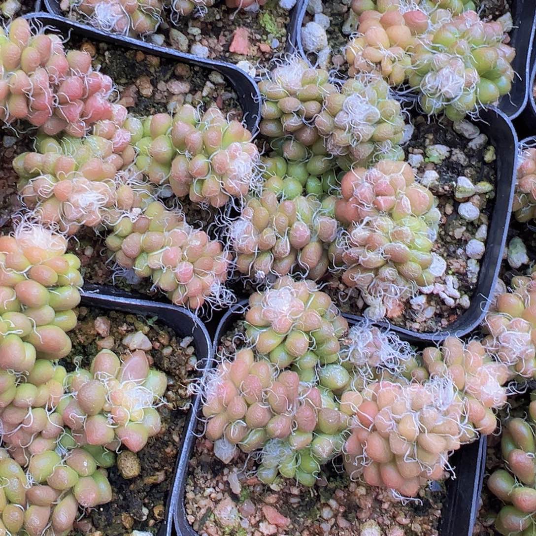 小老头19包邮多肉植物