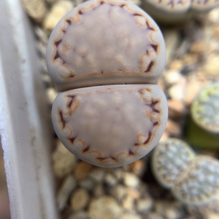 母本217饼干精品福利