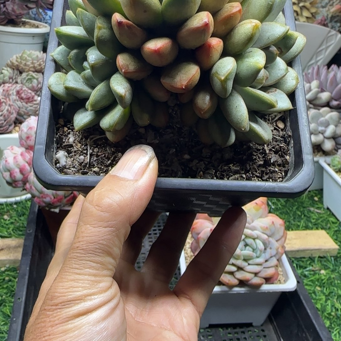 锦安精品多肉植物230