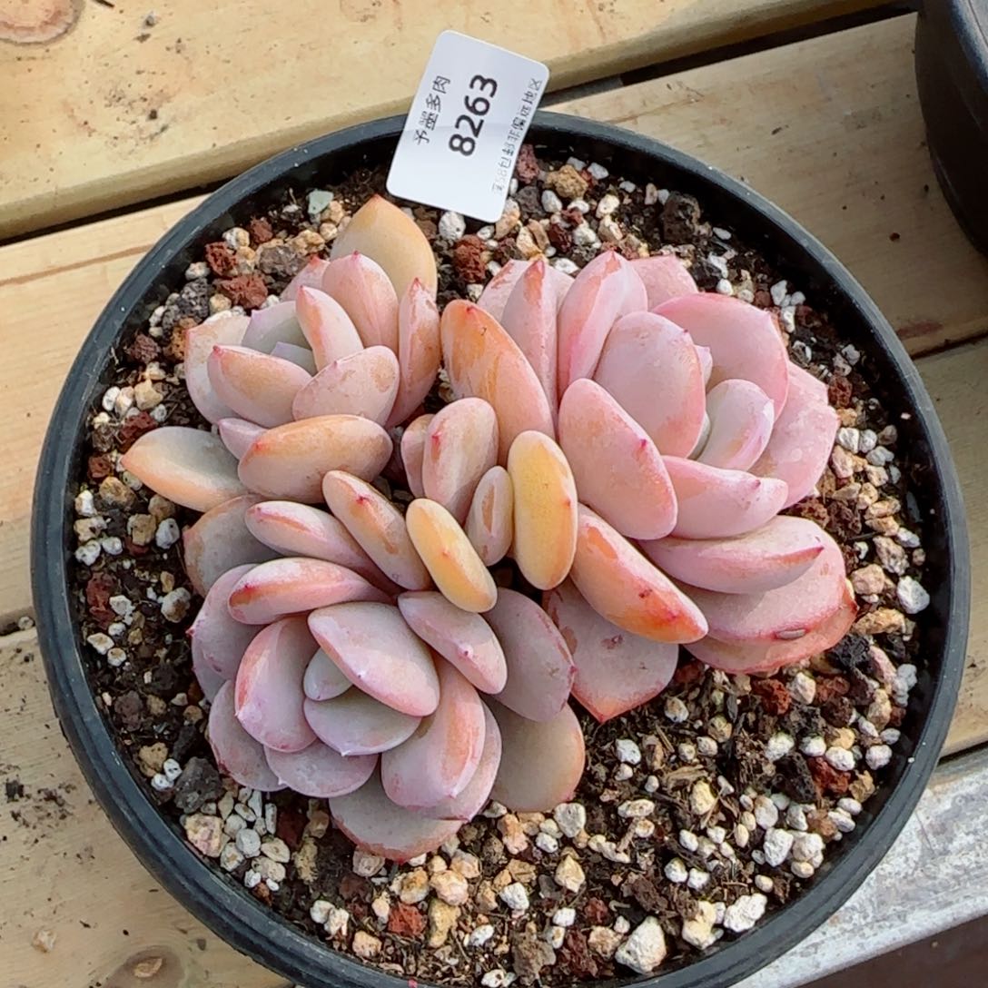奶茶无砍，8263多肉植物