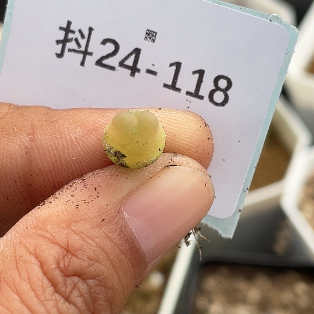 24-118拉登多肉植物