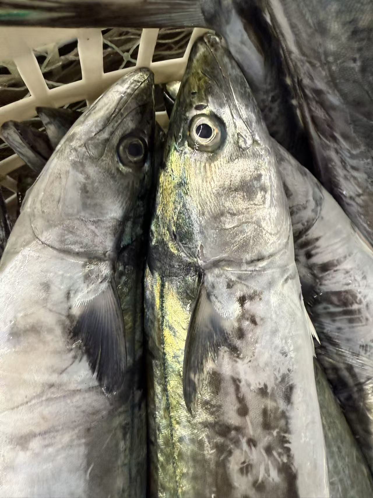 鲅鱼圈特产鲅鱼鱼肉紧实顺丰冷链速冻发货