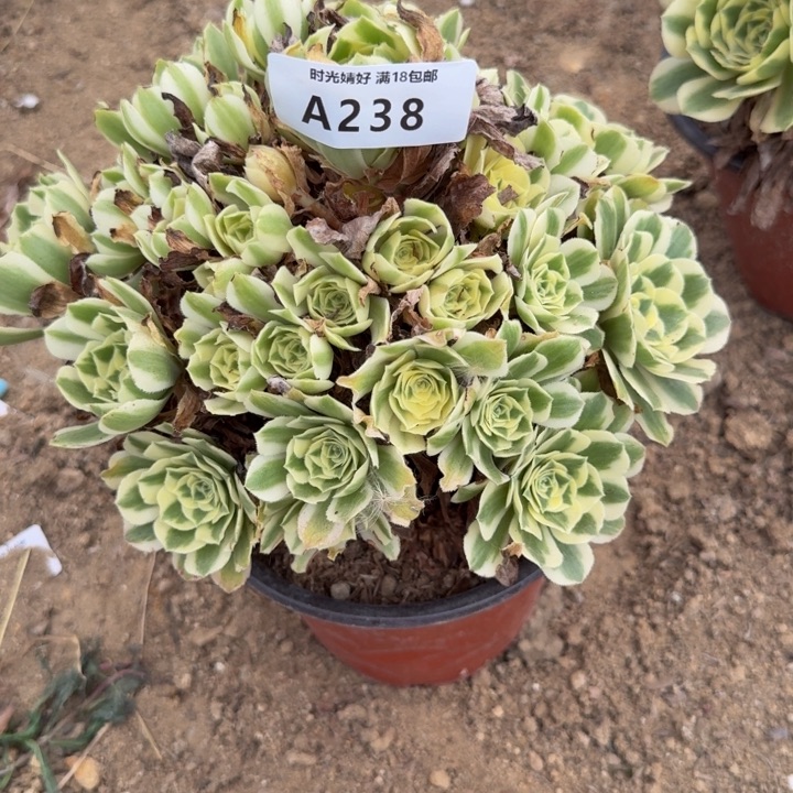 238，迈巴赫。多肉植物