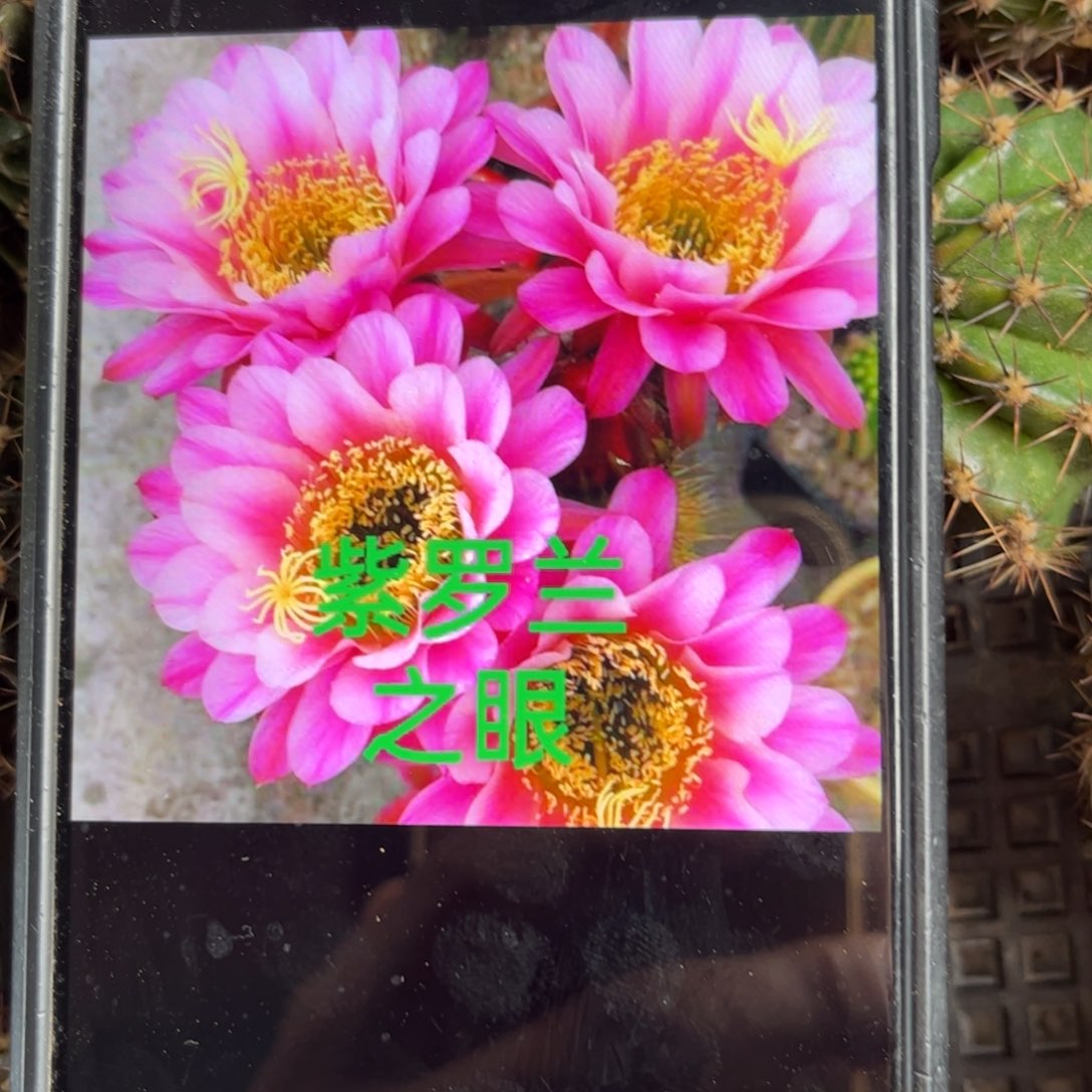 紫罗兰金妞遐侧呀20包邮仙人球26