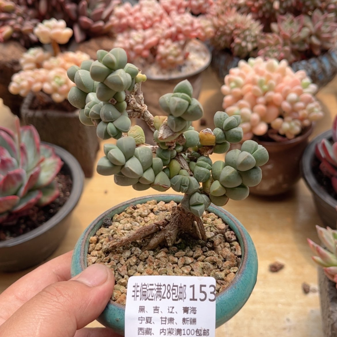 【闪购商品】153鹿角海棠