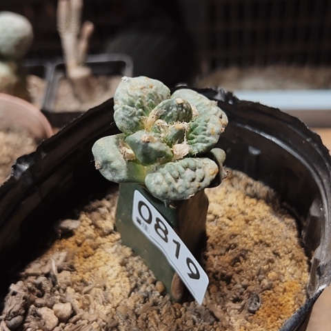 嫁接的牡丹超值优惠