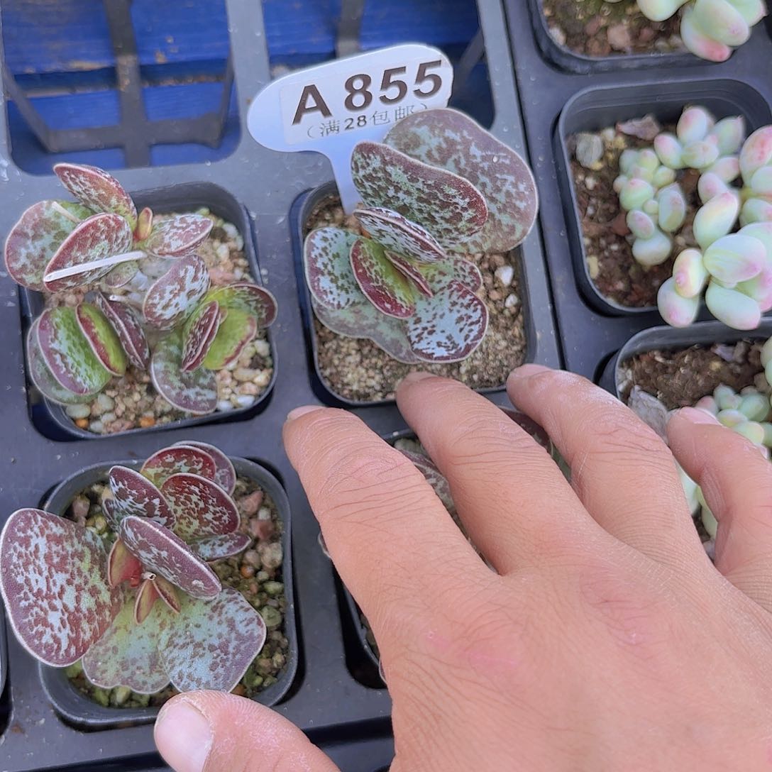 A855水泡一物一拍