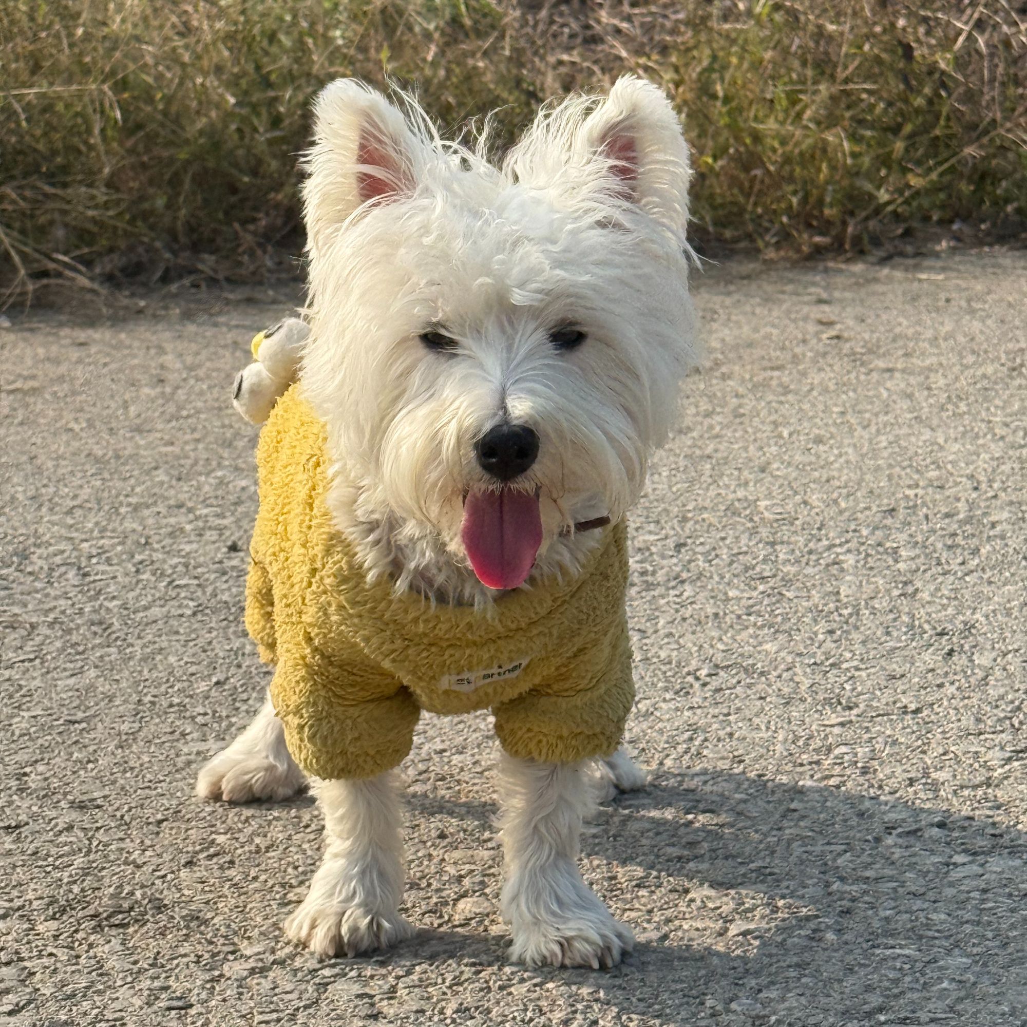 宠物衣服断码NO退no换默认微瑕