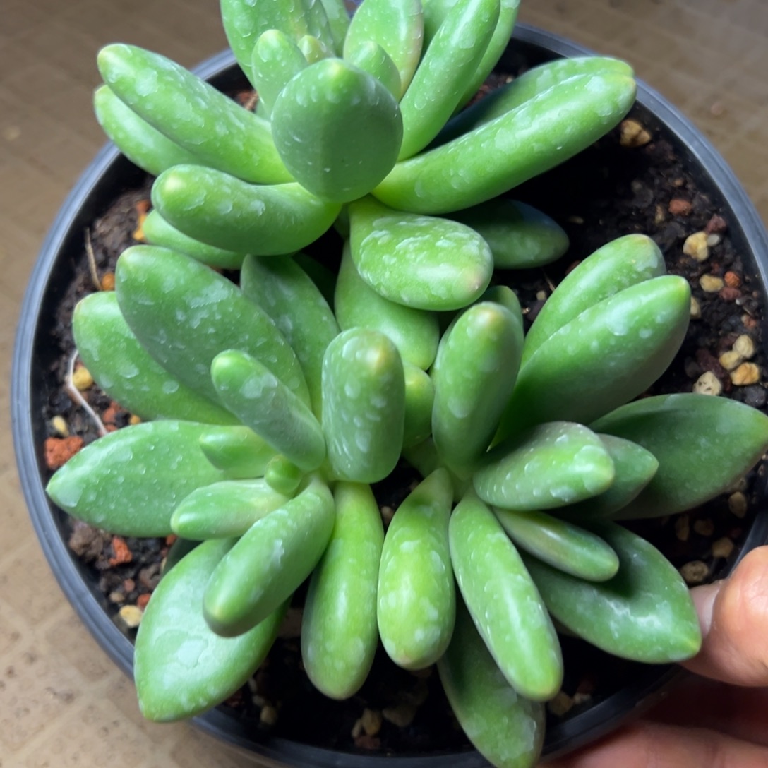 芒果奶多肉植物30