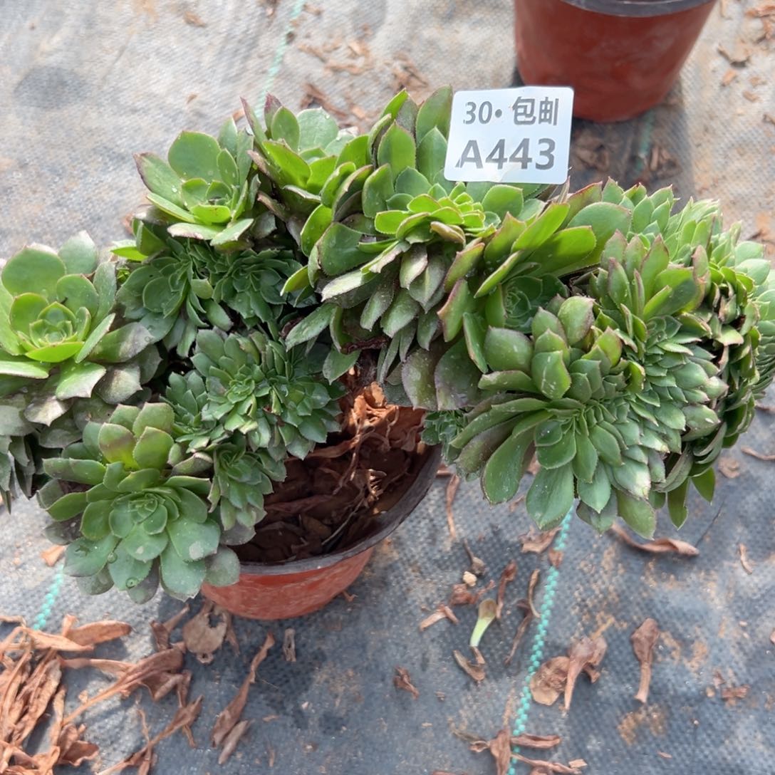 443 多肉法师不包侧枝