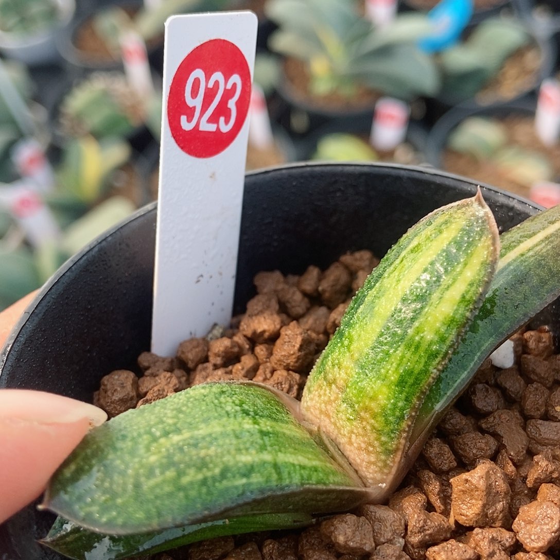 923黑莺实生带盆发货