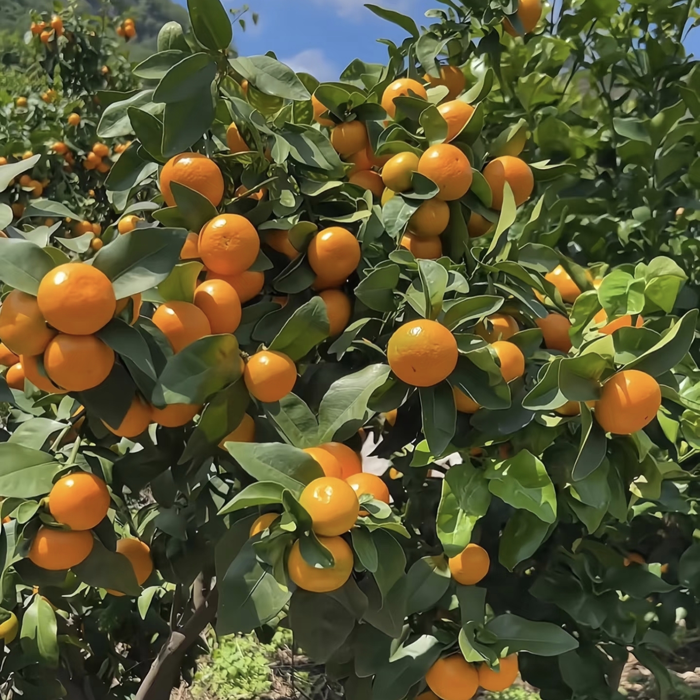 【无籽沙糖桔果树苗】  口感超甜大果南北方可种室内外盆栽地栽