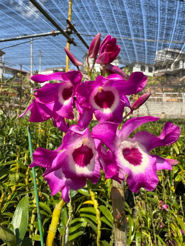 斛满家石斛兰洋兰专拍原生石斛兰