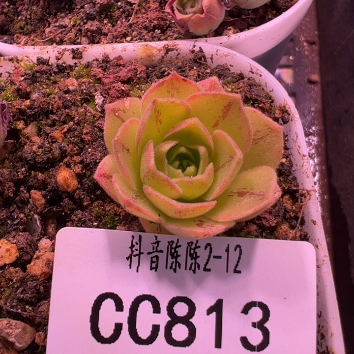 花生 不知名贵货 813 多肉