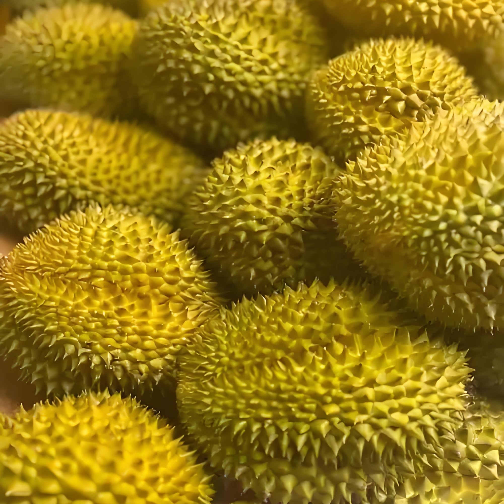 配送新鲜干尧榴莲21.8一斤（现称现拍）核大干尧泰国越南