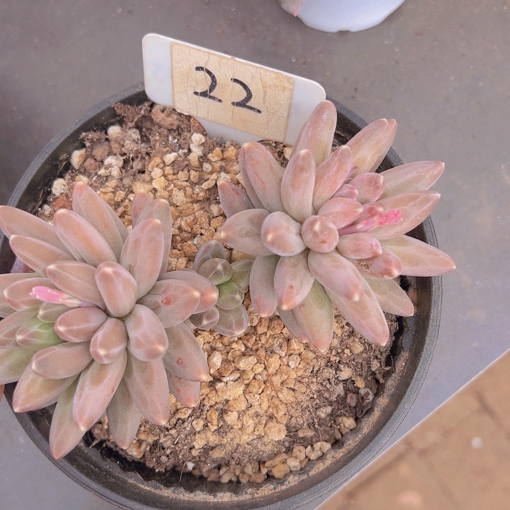 健健康康平平安安