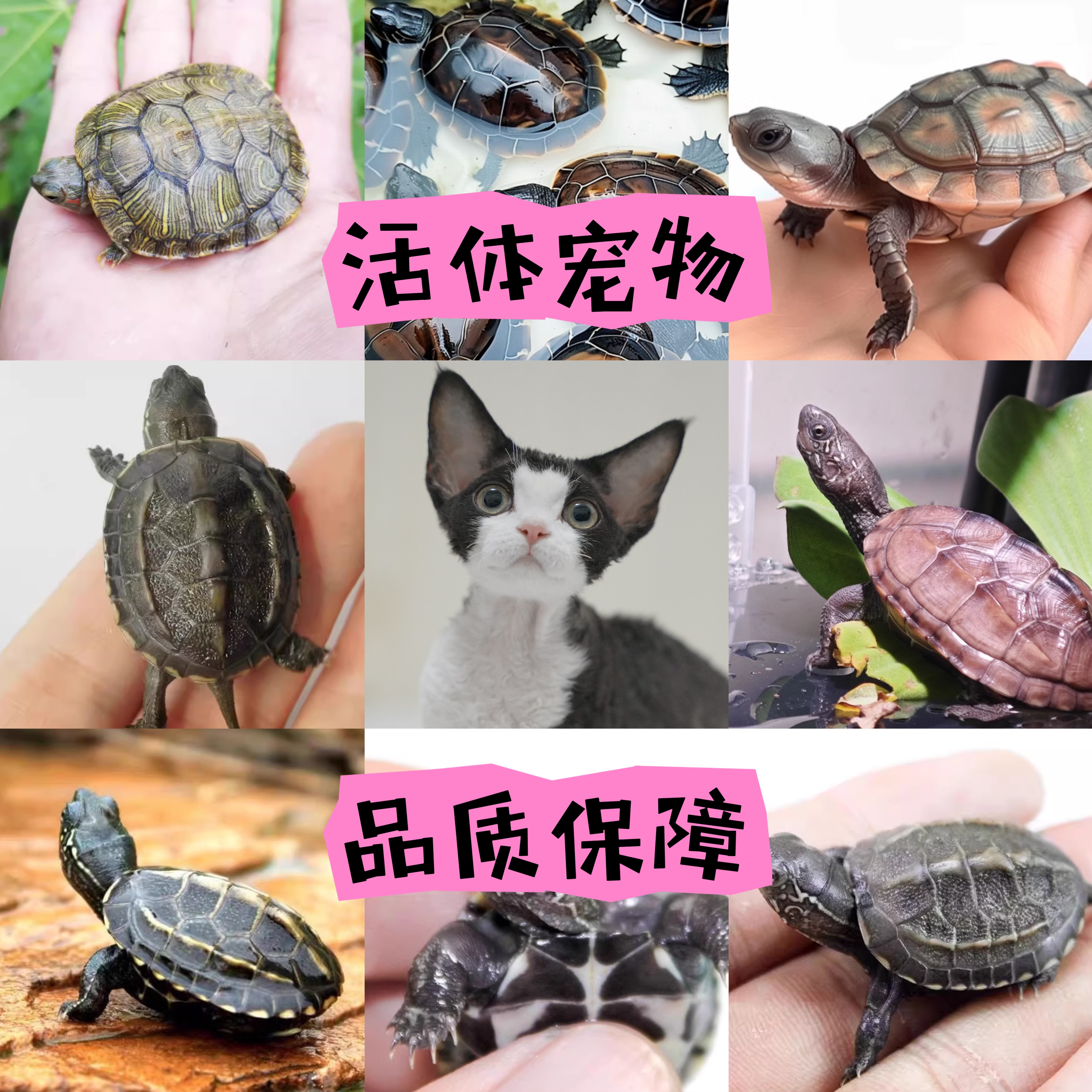 宠物活体通用链接