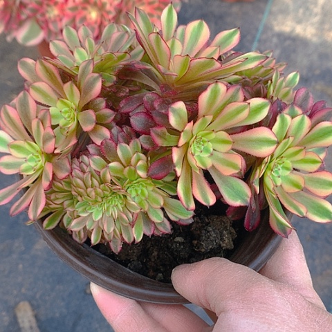 967祝融多肉植物